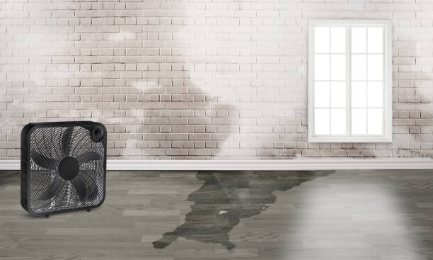 Best Flooded house restoration  in Indian Shores, FL